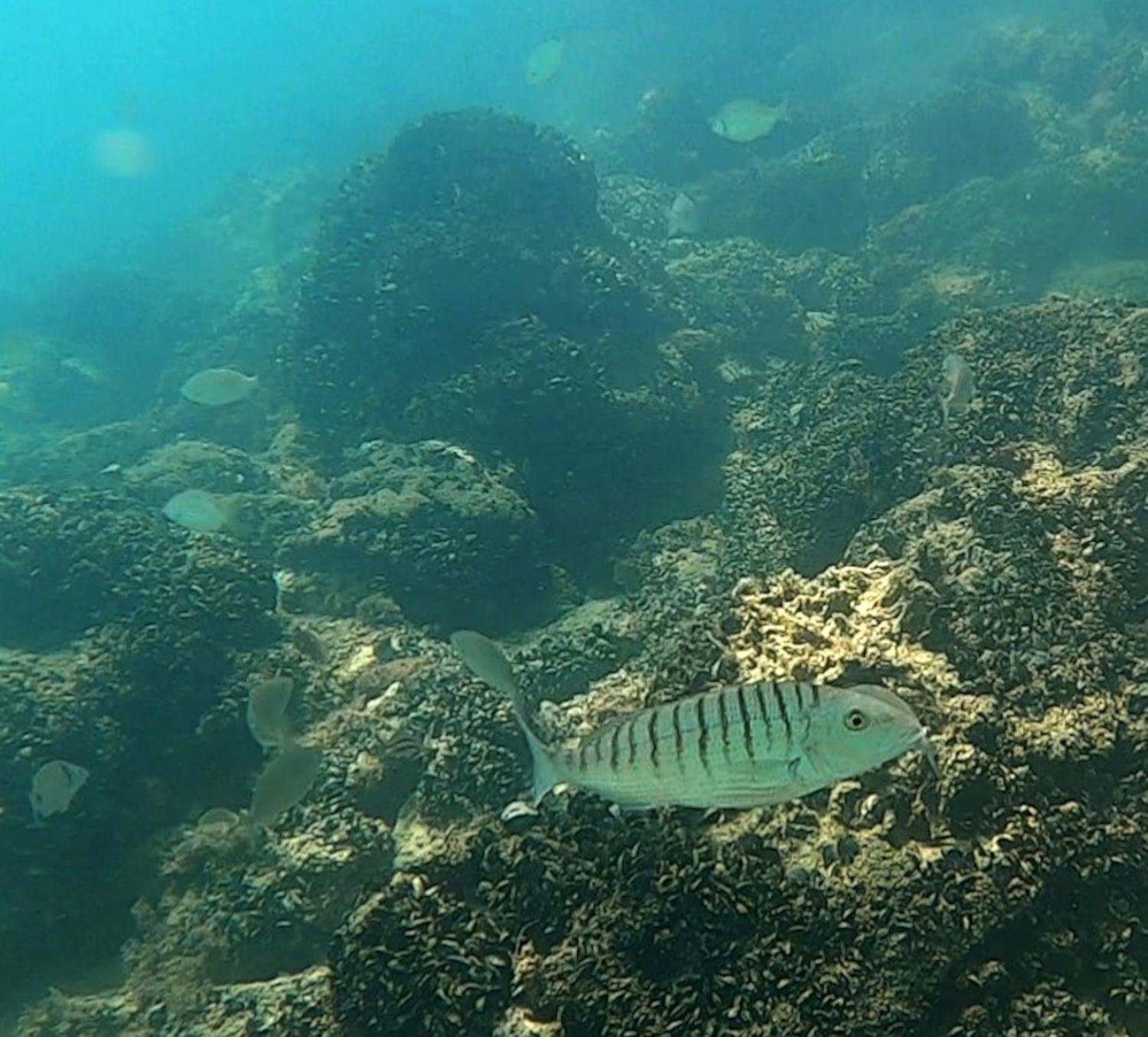 Torna la 'Citizen Science' nel Piceno: due giornate gratuite tra terra e mare per mappare la biodiversità costiera con il progetto ANERIS