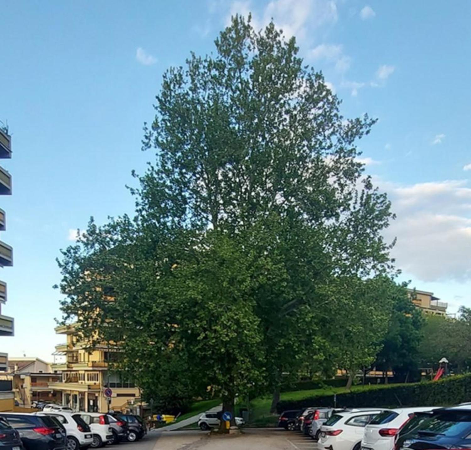 Giornate verdi a Folignano. 'Passeggiata urbana a Villa Pigna, tra natura e arte'