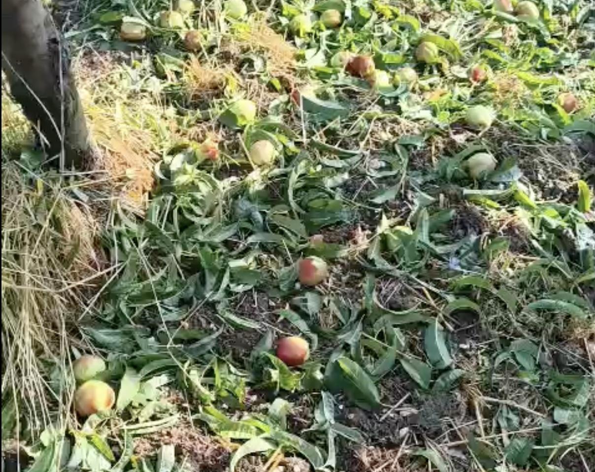 Grandinata, agricoltura in ginocchio: Danni ingenti nelle province di Ascoli, Fermo e Macerata e nel basso fanese