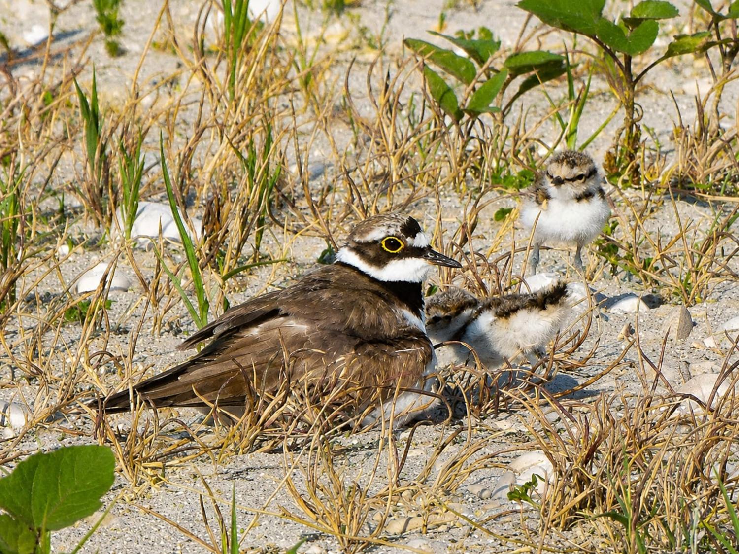 A Grottammare cresce 'Naturammare': al via il secondo stralcio del progetto per la tutela della biodiversità costiera