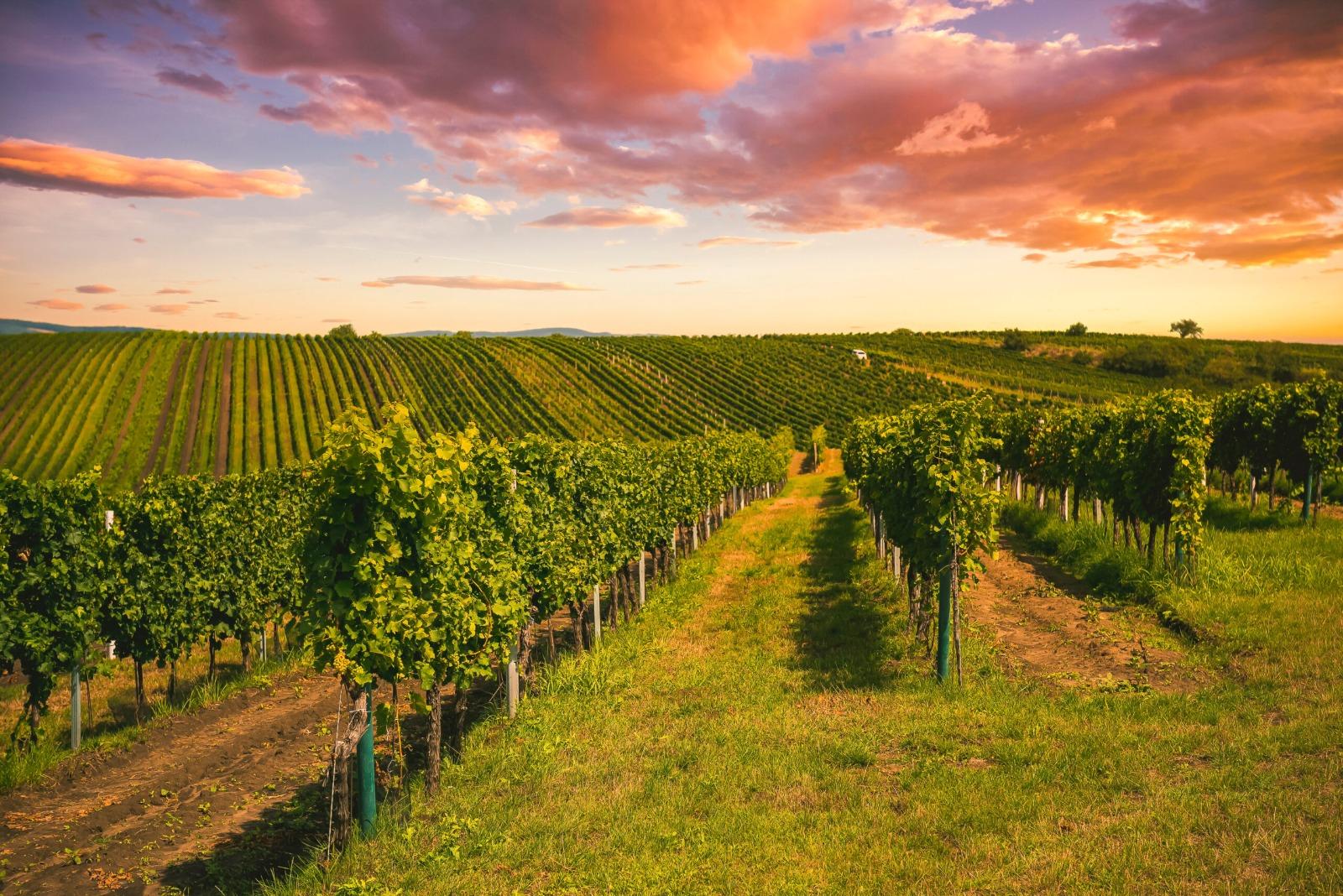 Vino, Vinitaly: Marche regione leader nazionale nel bio con quasi il 40% dei vigneti certificati 'organic' 