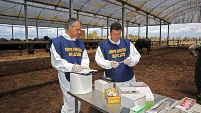 Mozzarella di bufala dop adulterata, 4 arresti