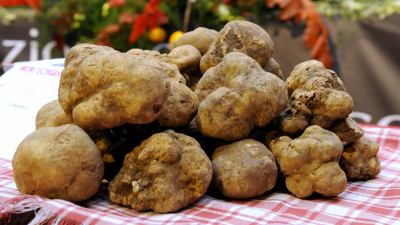 Il Sommelier del tartufo