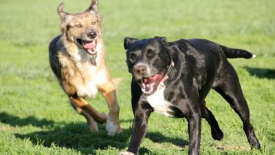 A Croce di Tolignano cane e padrone aggrediti da altri cani pericolosi