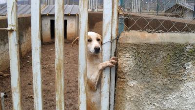 Canile prigione maltrattava animali e truffava i Comuni