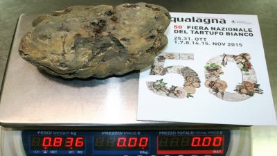 Trovato un tartufo boanco di 836 grammi