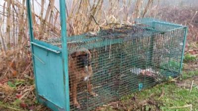 Cane intrappolato in gabbia, indaga la polizia provinciale