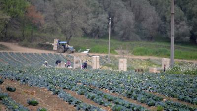 Raccolta di ortaggi in zona Campolungo. E' fuori dal divieto sanitario?