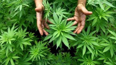 Coltivava marijuana in casa, quarantaquattrenne denunciato