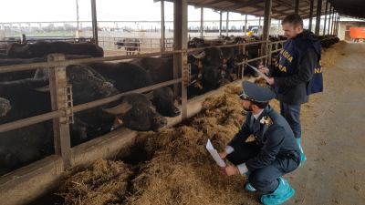 Mozzarelle di bufala campana Dop, 3 arresti e 3 aziende sequestrate dalle Fiamme gialle per frode agroalimentare