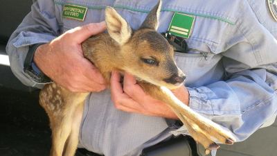 'Non toccate i cuccioli di capriolo rinvenuti tra la vegetazione, non potranno essere più reimmessi in ambiente naturale