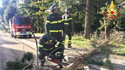 Alberi abbattuti dal forte vento, i vigili del fuoco sono intervenuti per liberare la strada