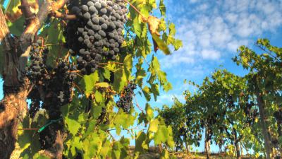 Coldiretti Marche, stime positive per la vendemmia 2018: + 20% di produzione e ottima qualità