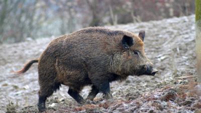 Ordinanza di abbattimento selettivo di cinghiali ad Ascoli Piceno