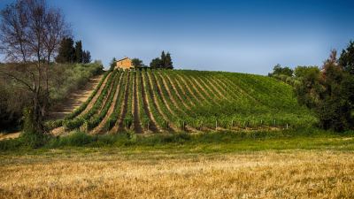 Coldiretti Marche, meno vigne ma cresce la qualità: Verdicchio e Passerina al top