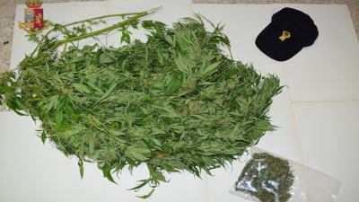 La Polizia di Stato ha scoperto e sequestrato una piantagione di  marjuana