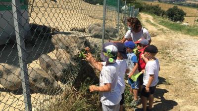 17 gennaio, Sant'Antonio Abate, protettore degli animali, Coldiretti Marche: 'Sos Fattoria Marche, tra terremoto e Covid perso 20% delle aziende'